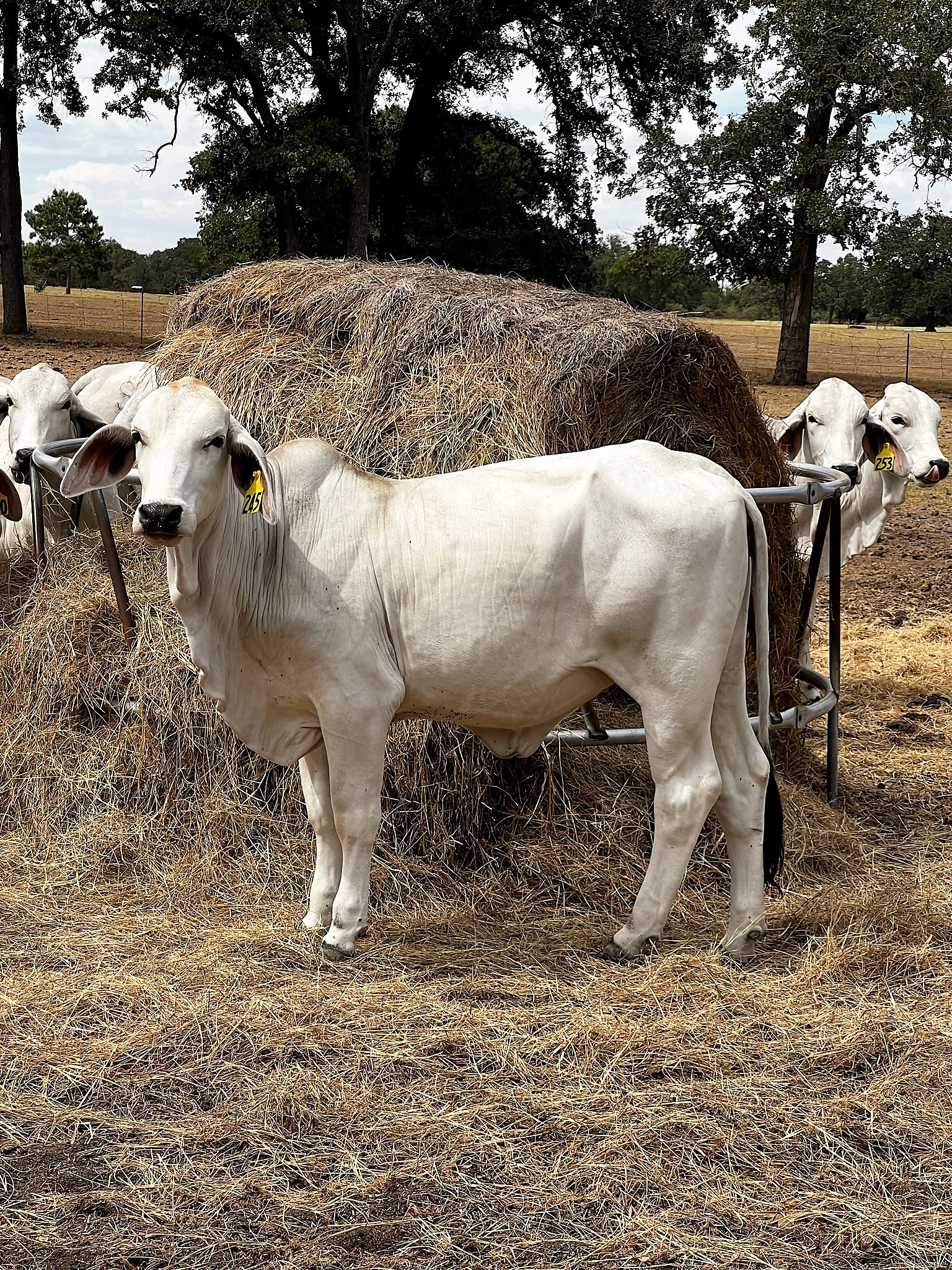 17 Registered Brahman REPLACEMENT Heifers